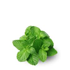 Mint